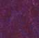 Купить Натуральный линолеум Forbo Marmoleum Real (3245, Фиолетовый, 2 м), фото - КонтрактПол - 14